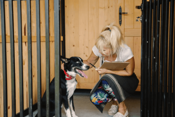 Unlocking the benefits of dog day care