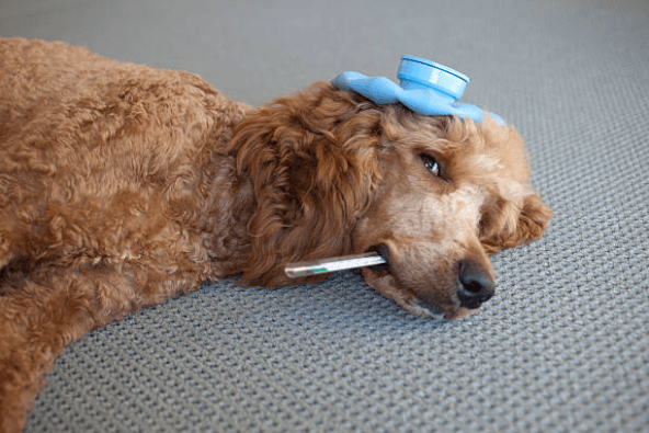 How to Spot Early Signs of Illness in Your Dog