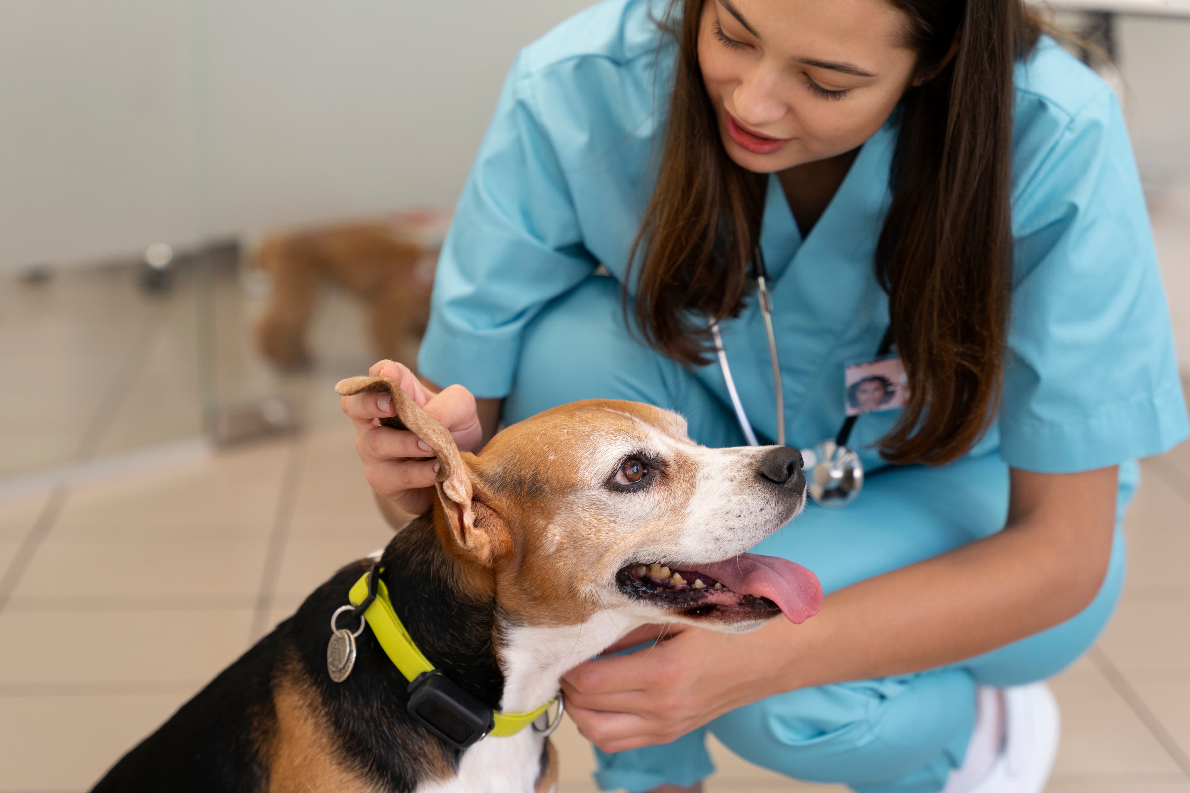 vet taking care of a dog