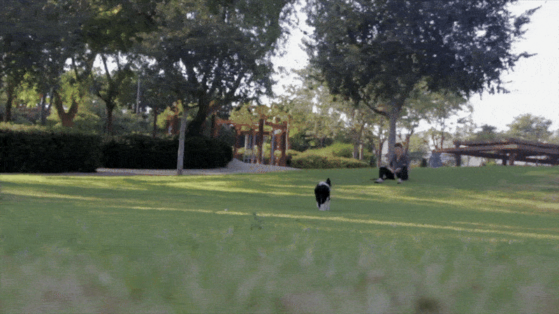 dog running