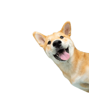 happy shiba inu