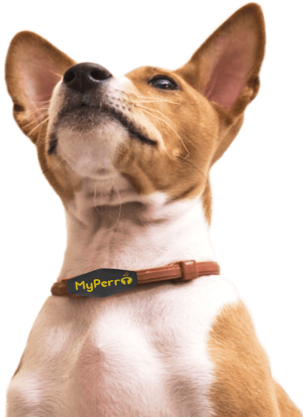hero dog image