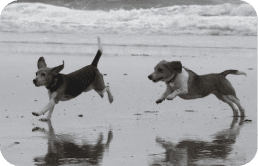hero dog image