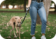 dog walking
