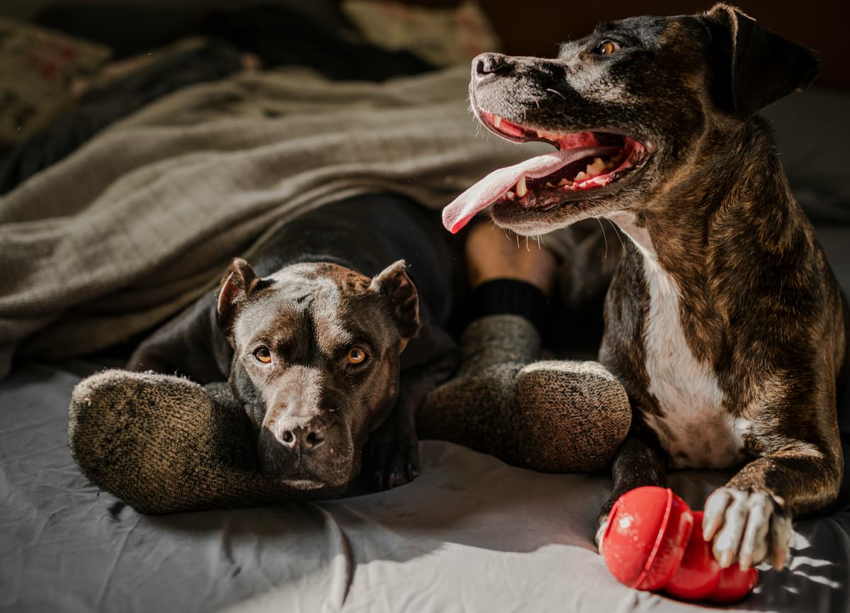 Dogs Image