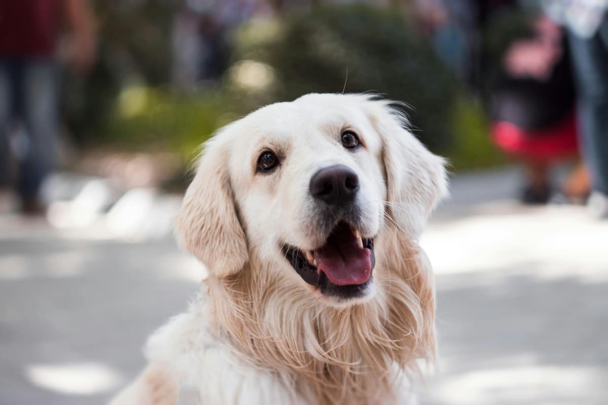 Dogs Image