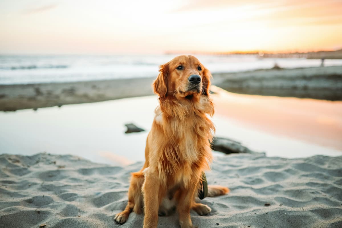 Dogs Image
