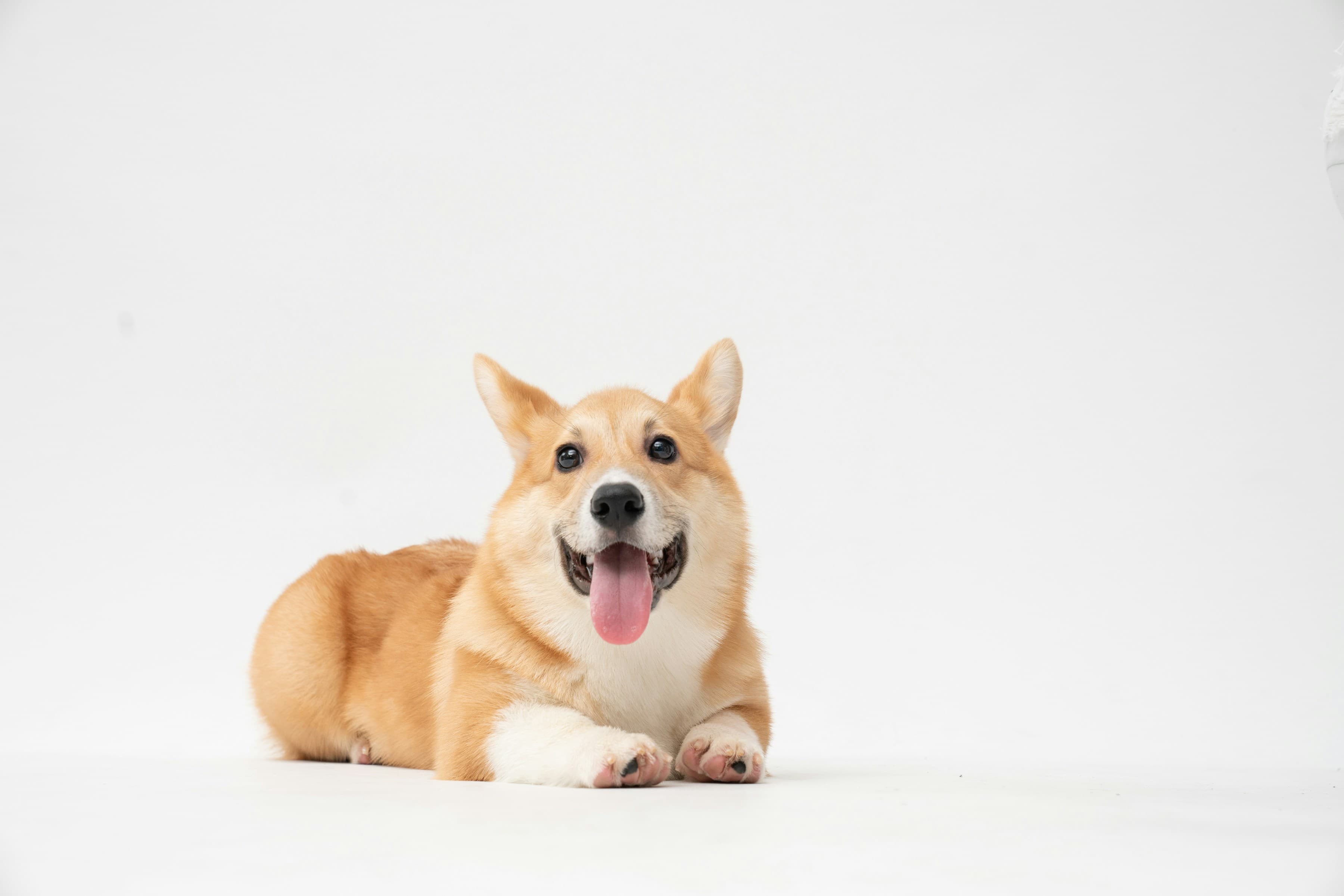 Easing the Transition: Preparing Your Anxious Dog for Daycare Success
