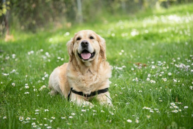 Dogs Image