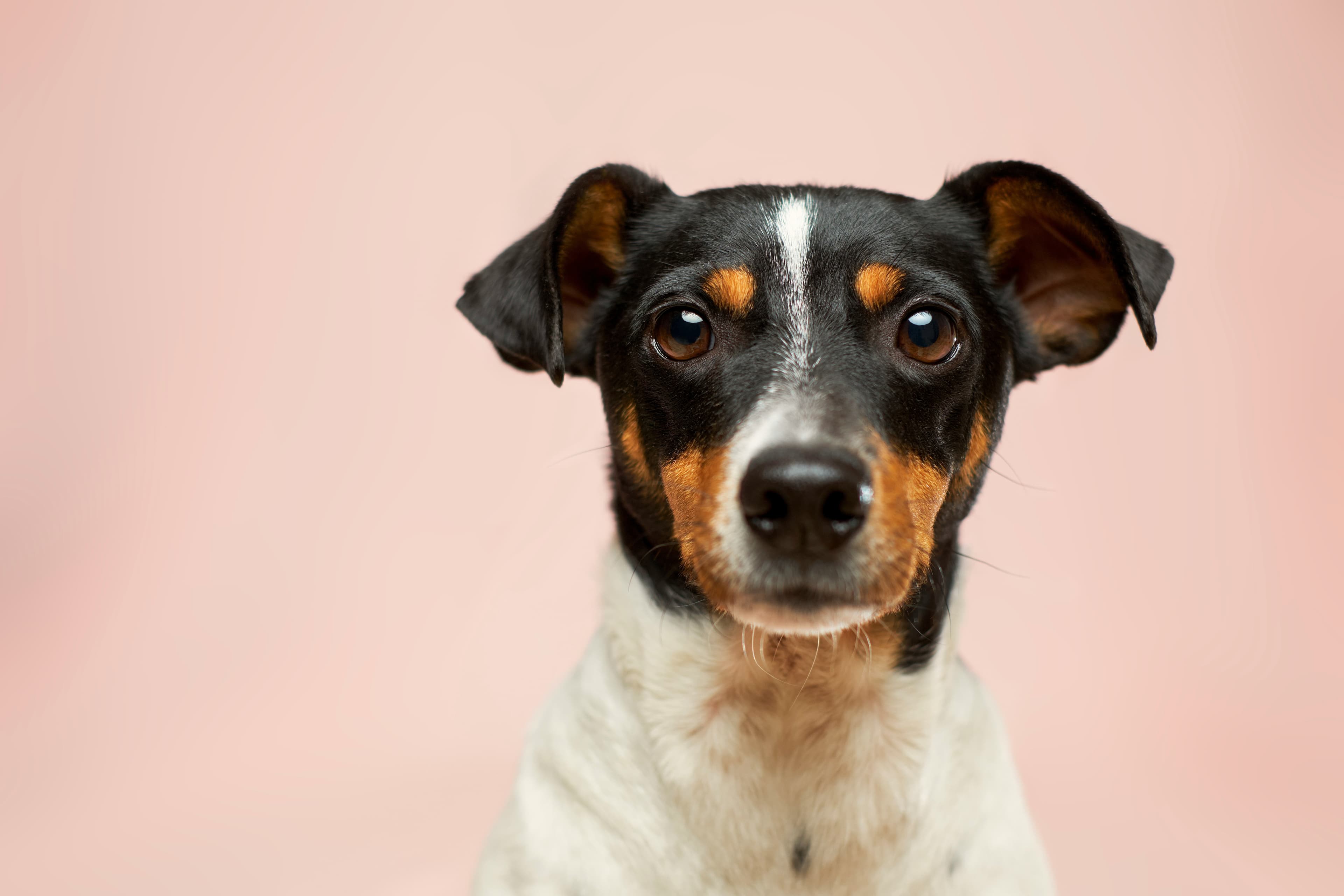 Choosing the Right Dog Daycare: A Comprehensive Guide for First-Time Pet Parents