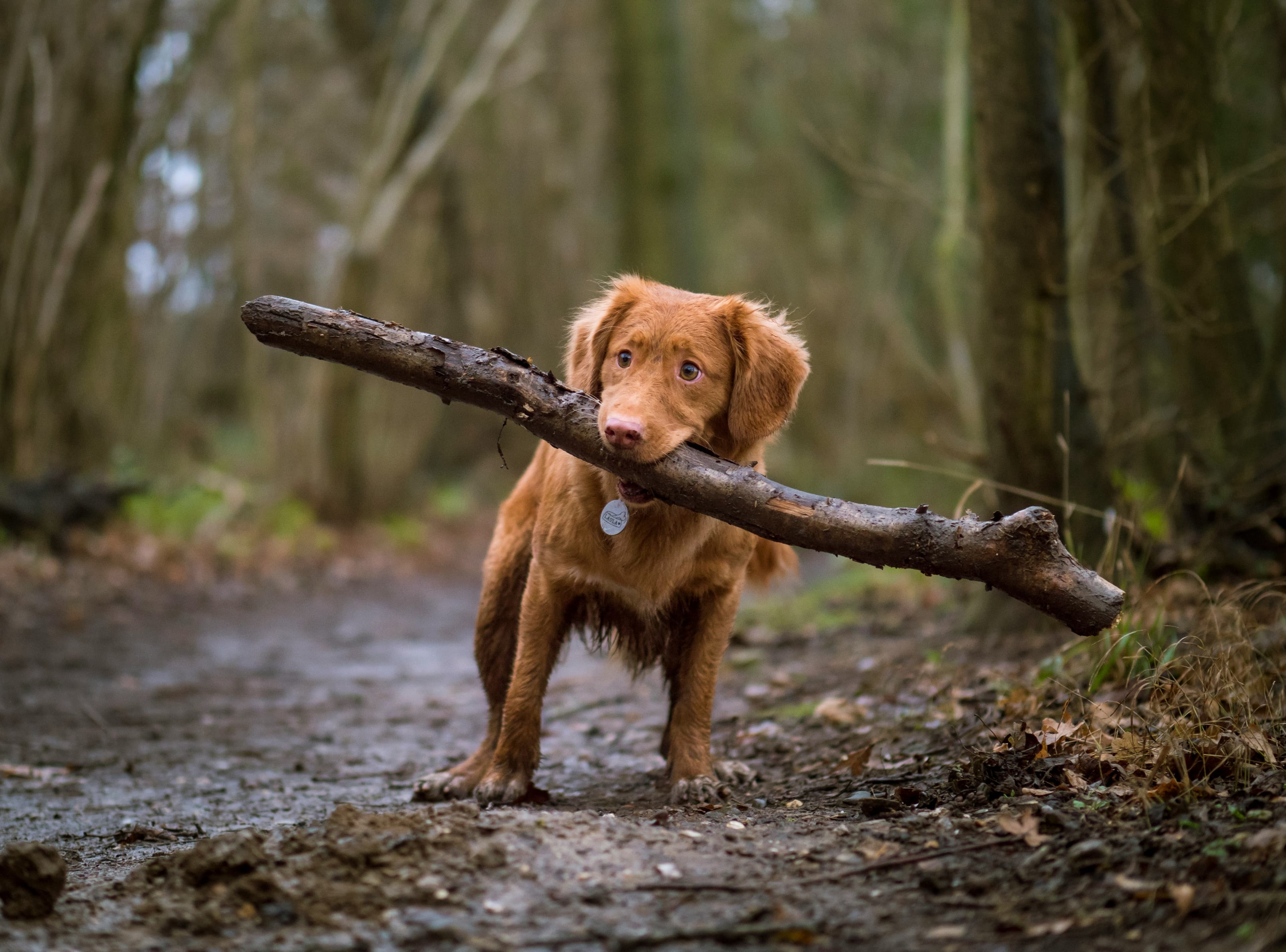 Dog Daycare vs. Dog Walker: Making the Right Choice for Your Pet's Needs