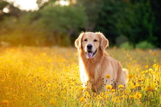 Dogs Image