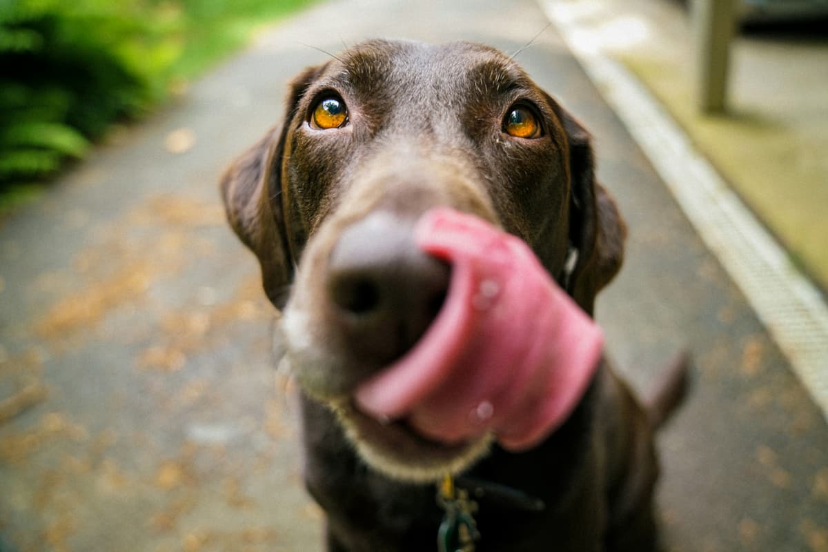 Dogs Image