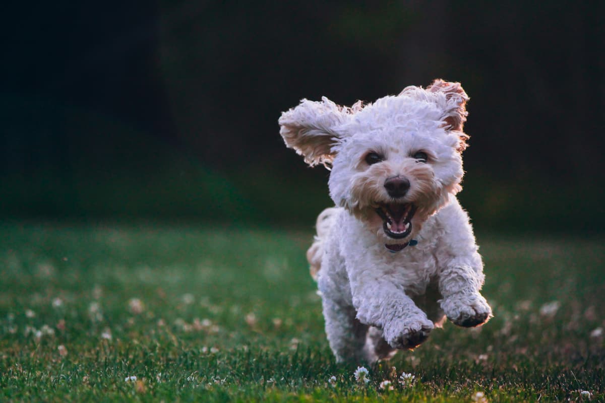 Dogs Image