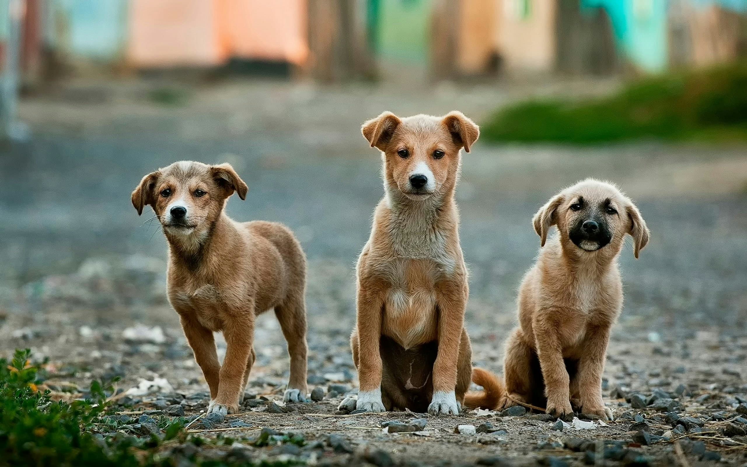 Beyond Playtime: The Behavioral Benefits of Regular Doggy Daycare Attendance